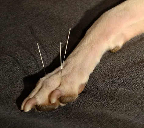 Acupuncture on a dog's paw